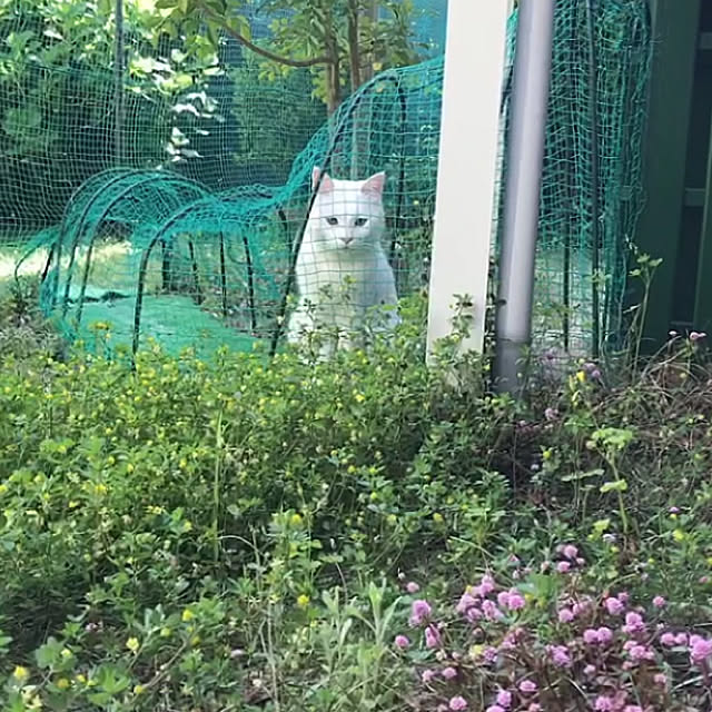 nyanko-beamさんの実例写真