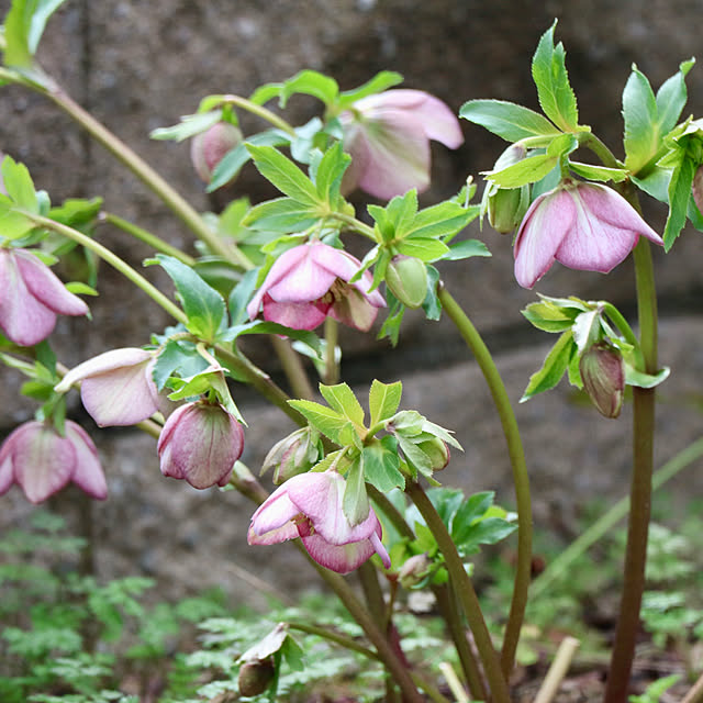 rokokoさんの部屋