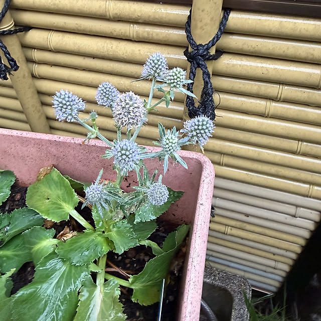 mamizaさんの部屋