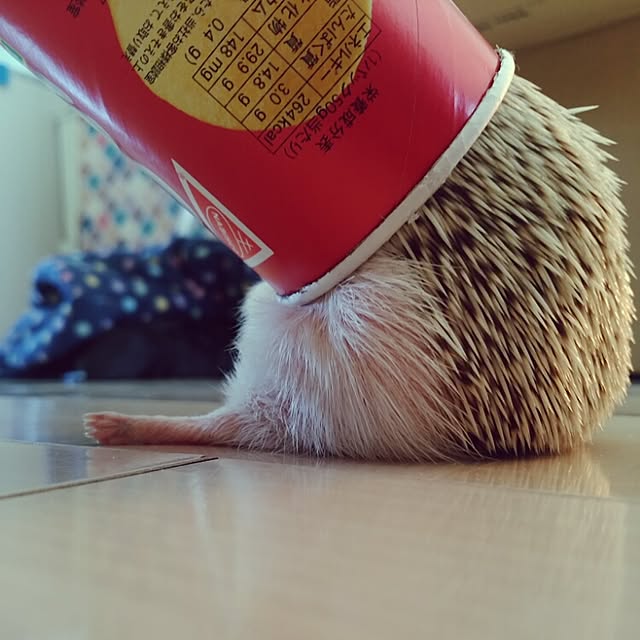kuruさんの実例写真
