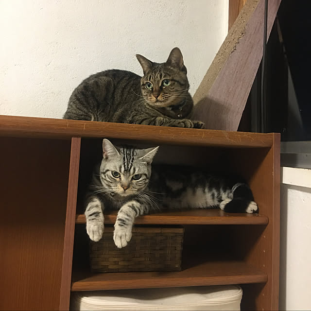 KINGさんの実例写真