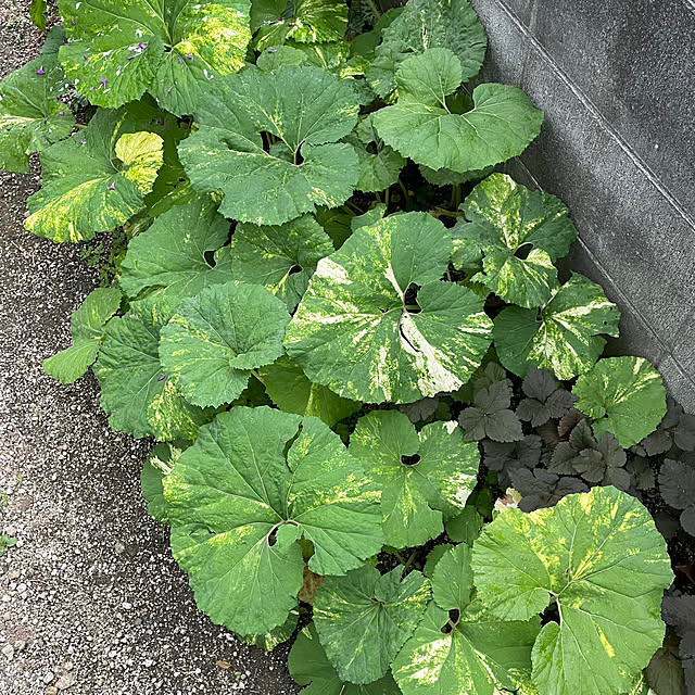 nobikoさんの部屋