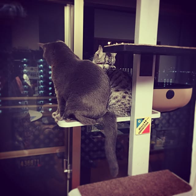 Shojiさんの実例写真