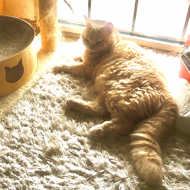 naokoさんの実例写真