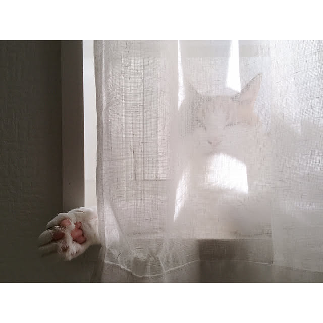 warashibeさんの実例写真