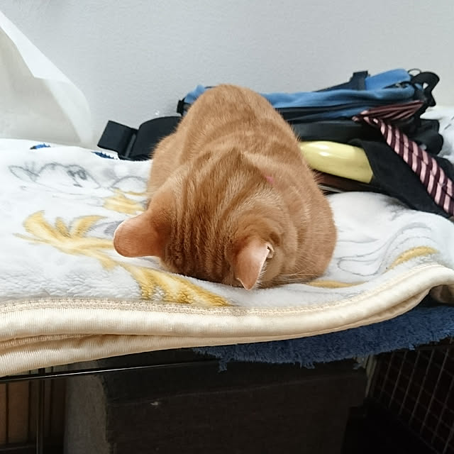 shinobuさんの実例写真