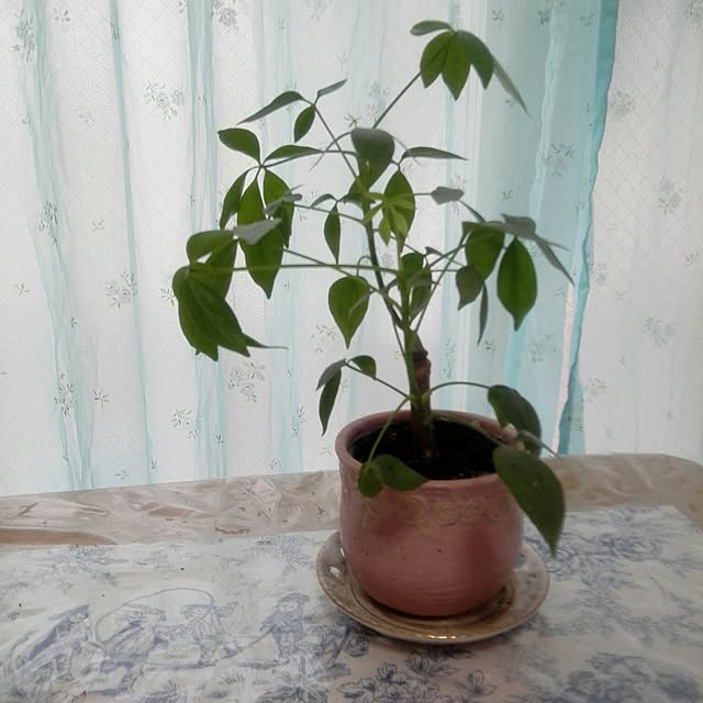 Junkojujuさんの実例写真