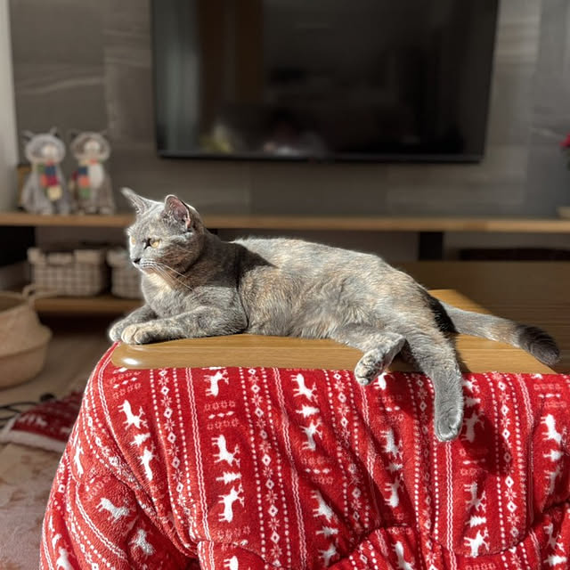 asukaさんの実例写真
