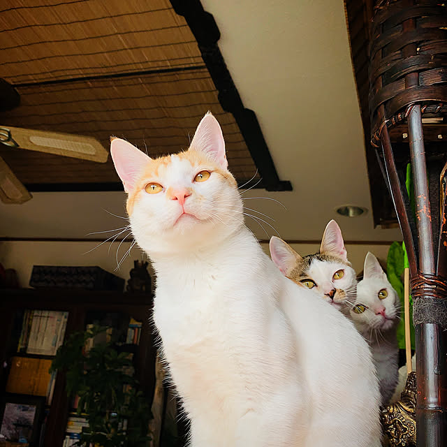 simayaさんの実例写真