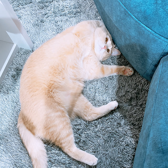 midoさんの実例写真