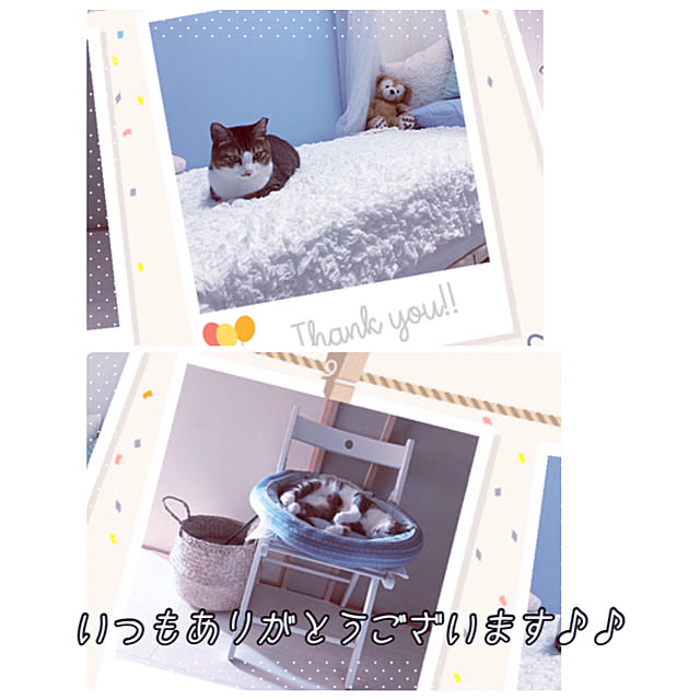 nekomiさんの実例写真