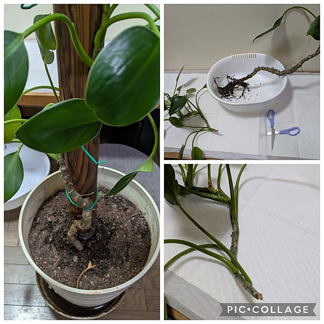 asaさんの実例写真