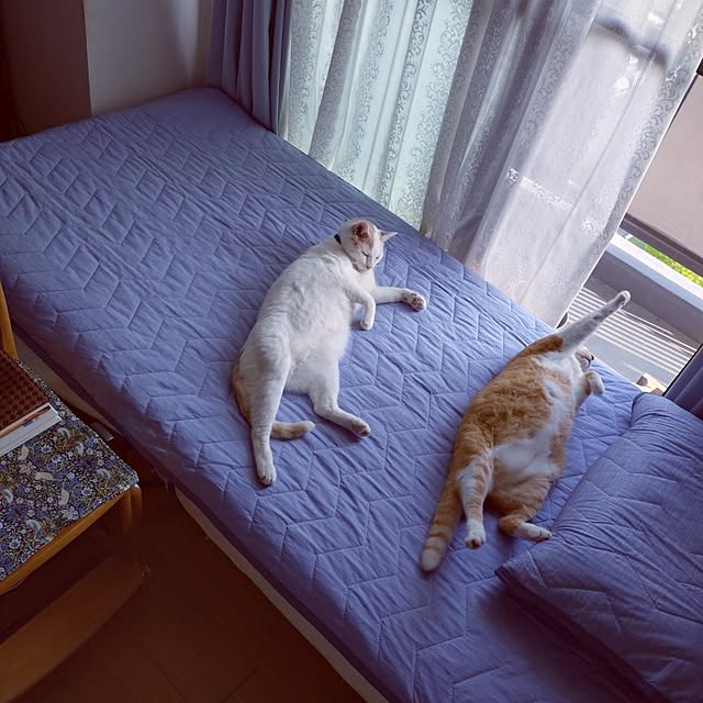 ベッド周り/マンション/ニトリ/角部屋/ねこのいる日常...などのインテリア実例 - 2025-12-14 07:59:22