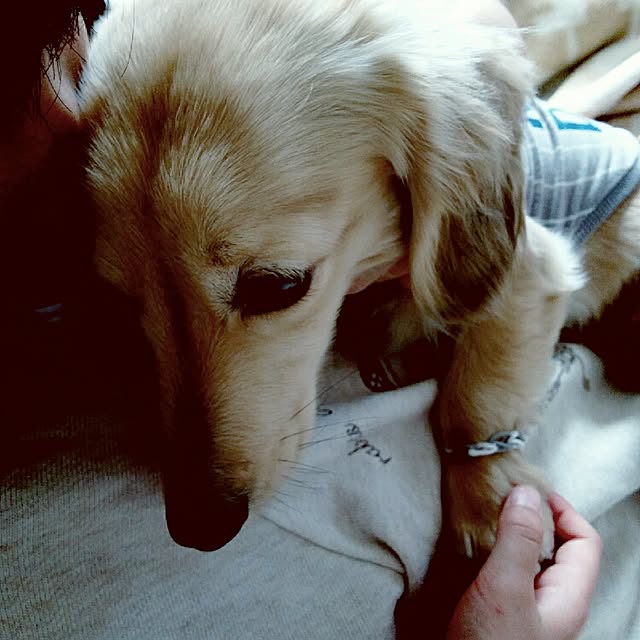 chocolateさんの実例写真