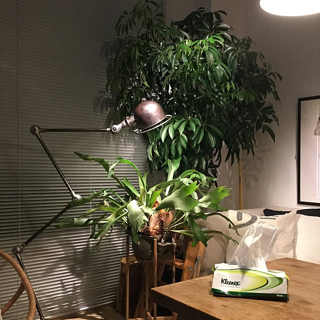 piyohopさんの実例写真
