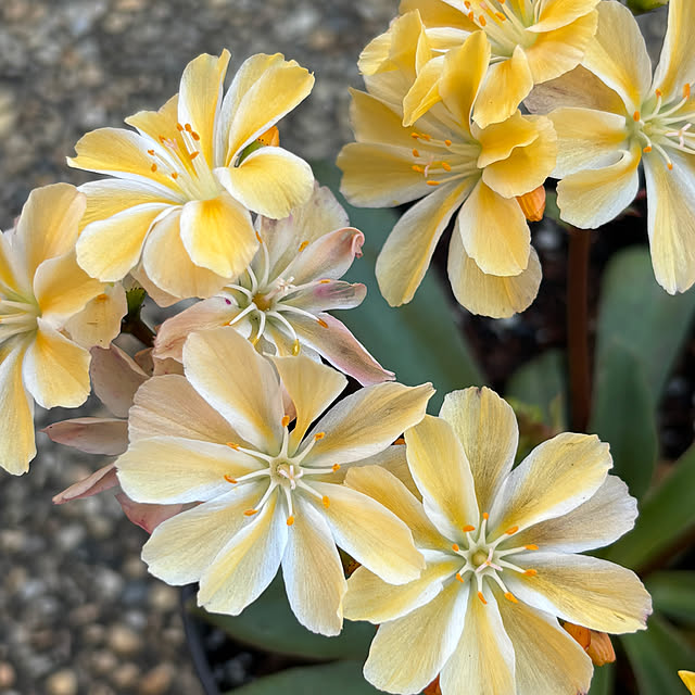 soraさんの実例写真