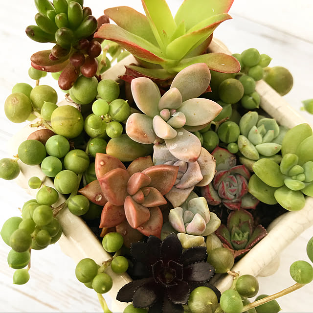 **yuu**さんの実例写真