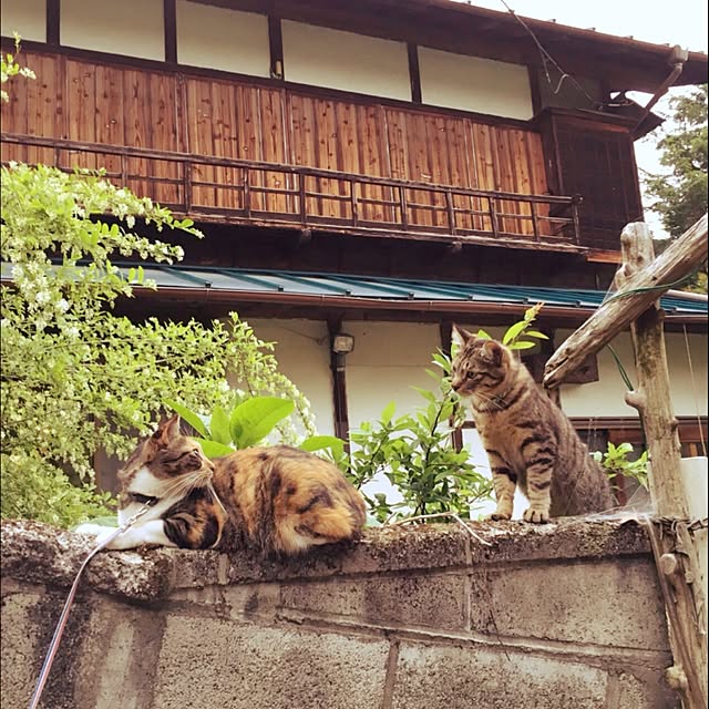 matatabi88さんの実例写真