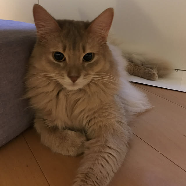 mi-mi-373さんの実例写真