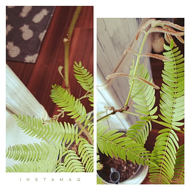 cocosorasakuさんの実例写真