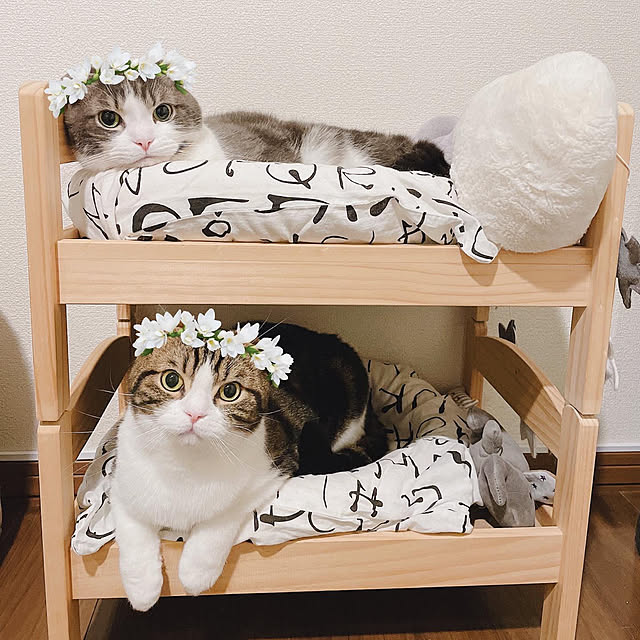 tansukeさんの実例写真