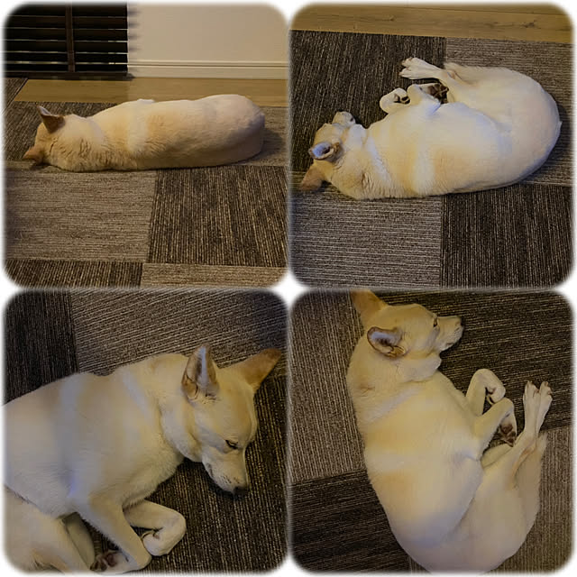 tanboさんの実例写真