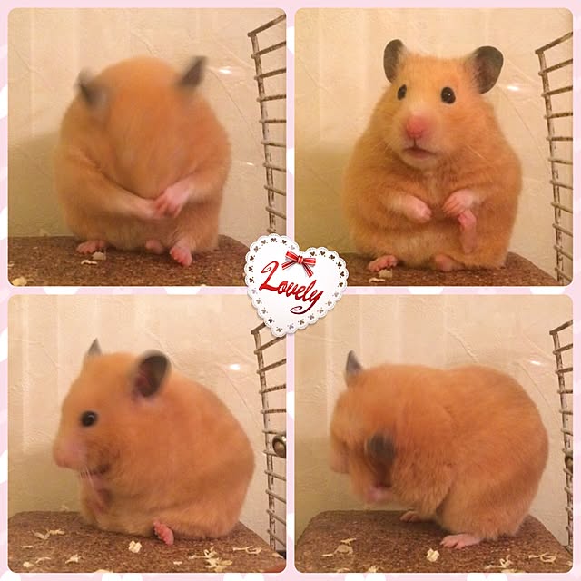 HappyRoseさんの実例写真