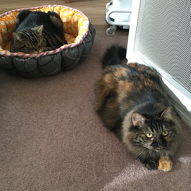 mikomaruさんの実例写真