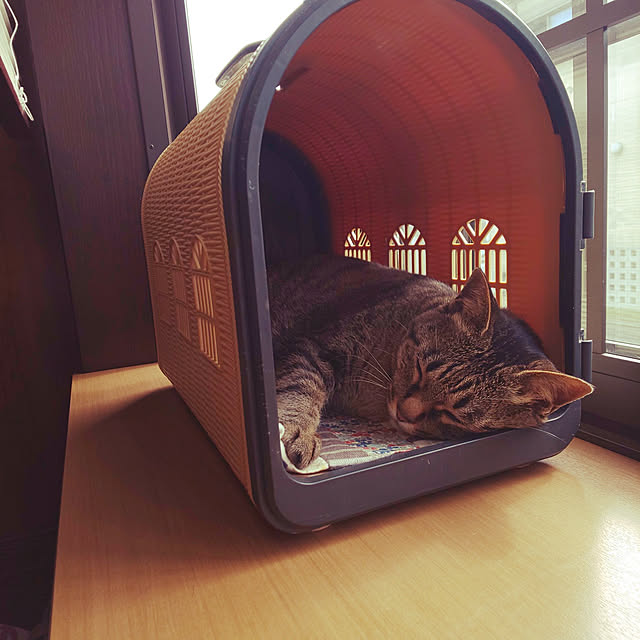 komugiさんの実例写真