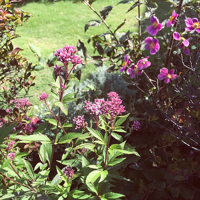 happygardenさんの実例写真