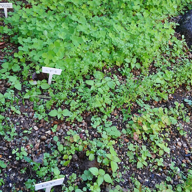 minnieの-花種　NL150 れんげ草 小袋 [FZZ940]【花の種】【タキイのタネ】【ガーデニング】の家具・インテリア写真