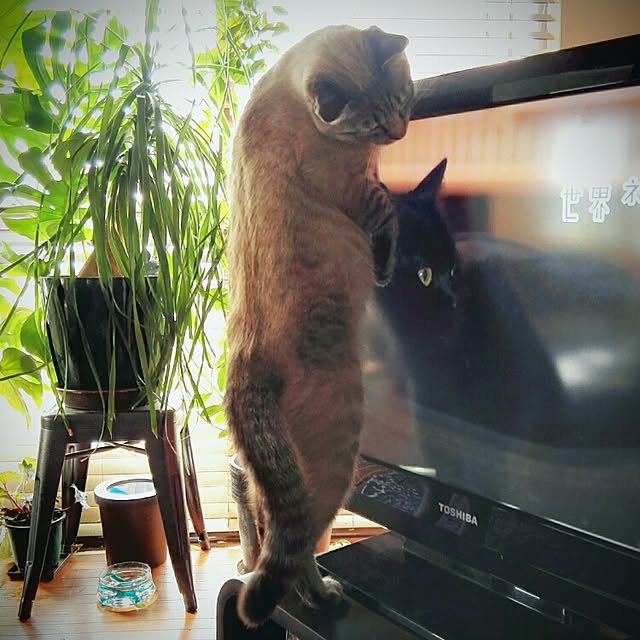 tamiさんの実例写真