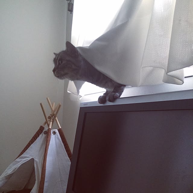mikomaruさんの実例写真