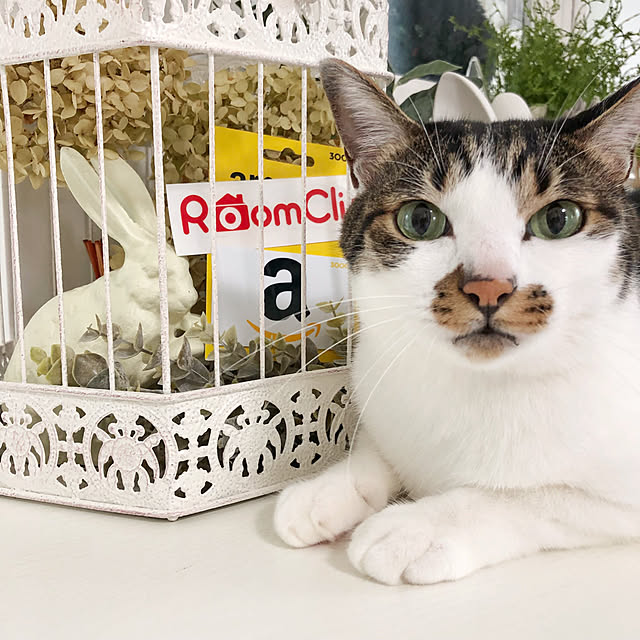 yuchiさんの実例写真