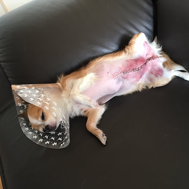 loverylapinさんの実例写真