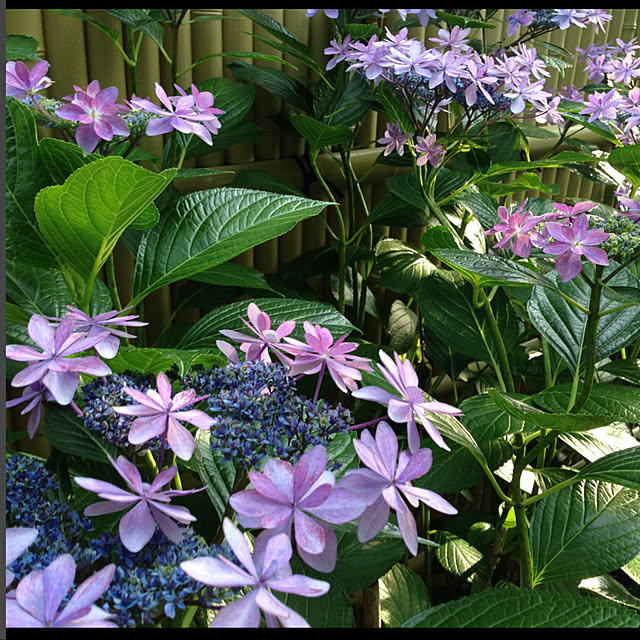 mamizaさんの実例写真