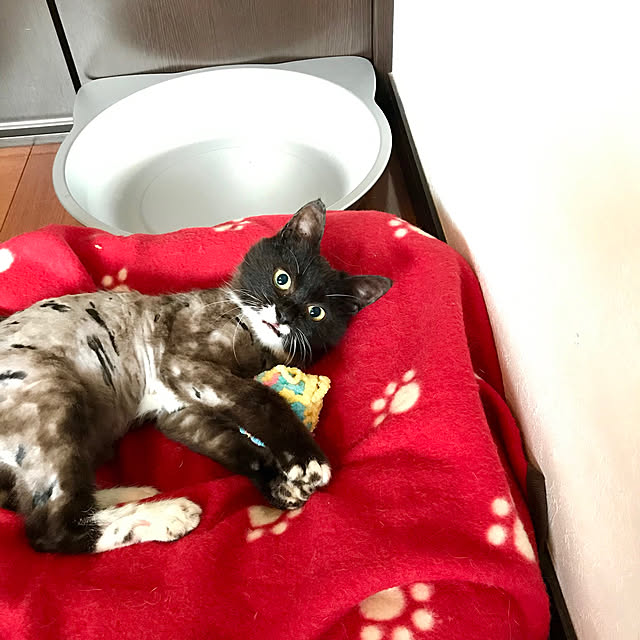 butachanさんの実例写真