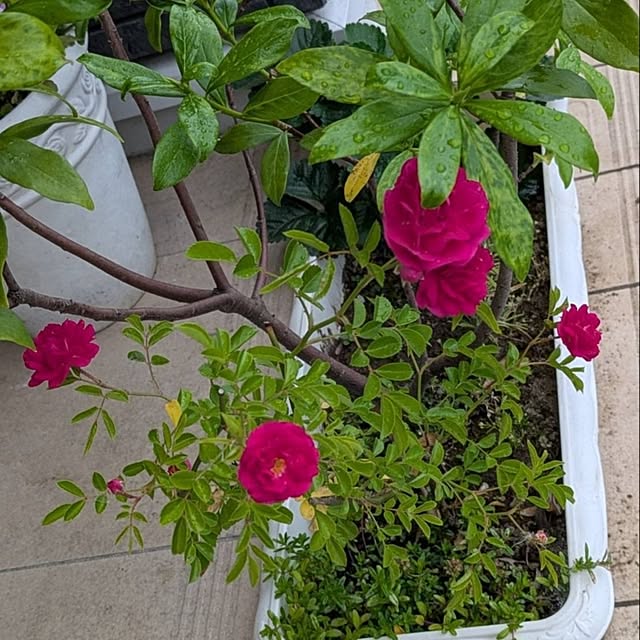 minnieさんの部屋