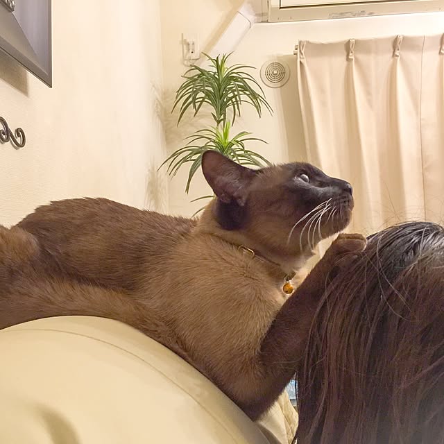 dodoさんの実例写真