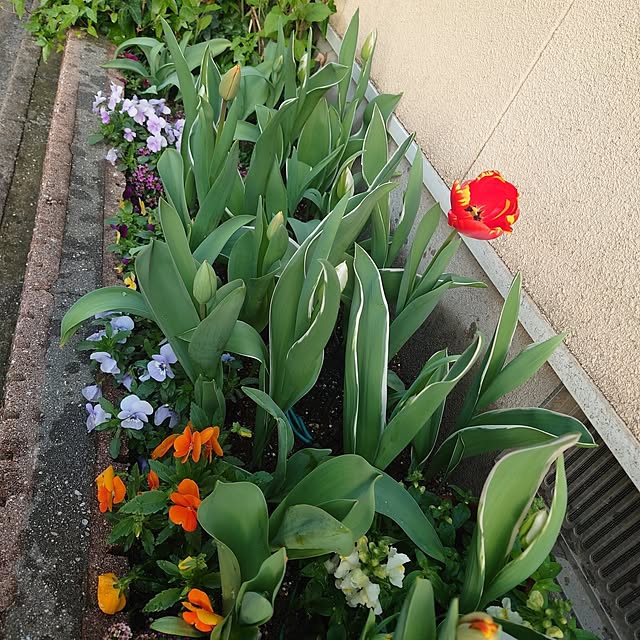 Pikakeさんの実例写真