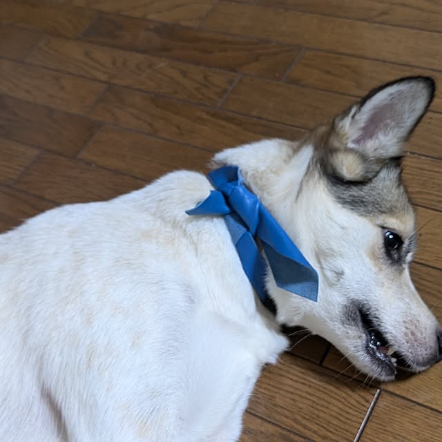 asaさんの部屋