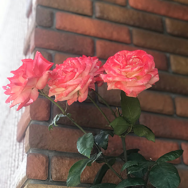 RoseLife5818さんの実例写真