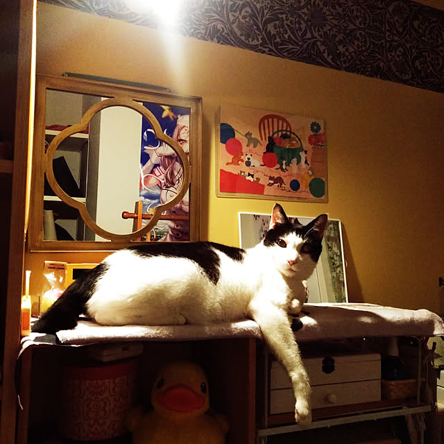 futukoさんの実例写真