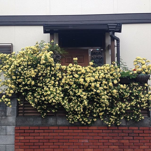 Ryokoさんの実例写真