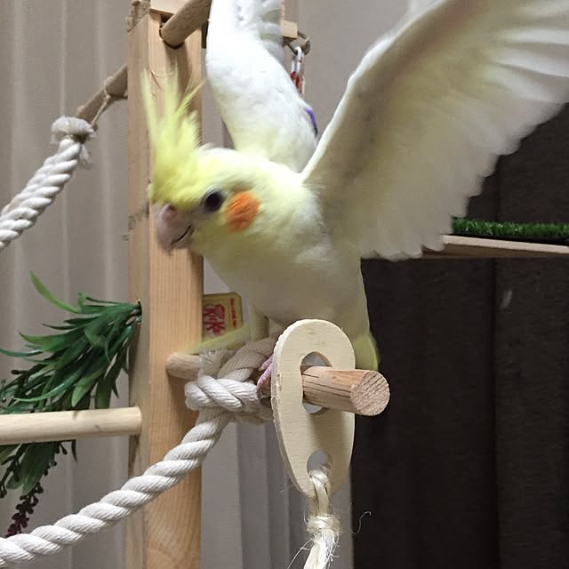 toratanさんの実例写真