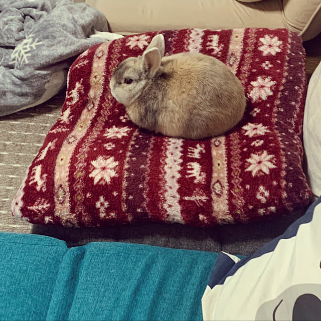acoさんの実例写真