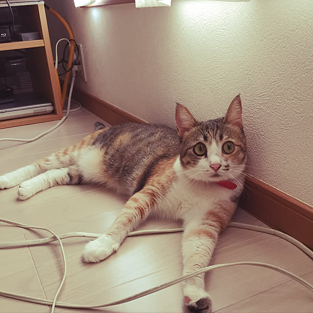 nitonさんの実例写真