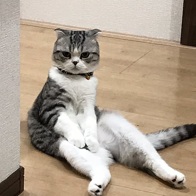 Dahliaさんの実例写真