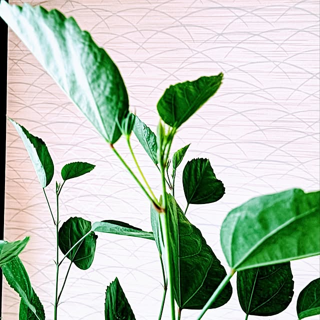 hanachanさんの実例写真