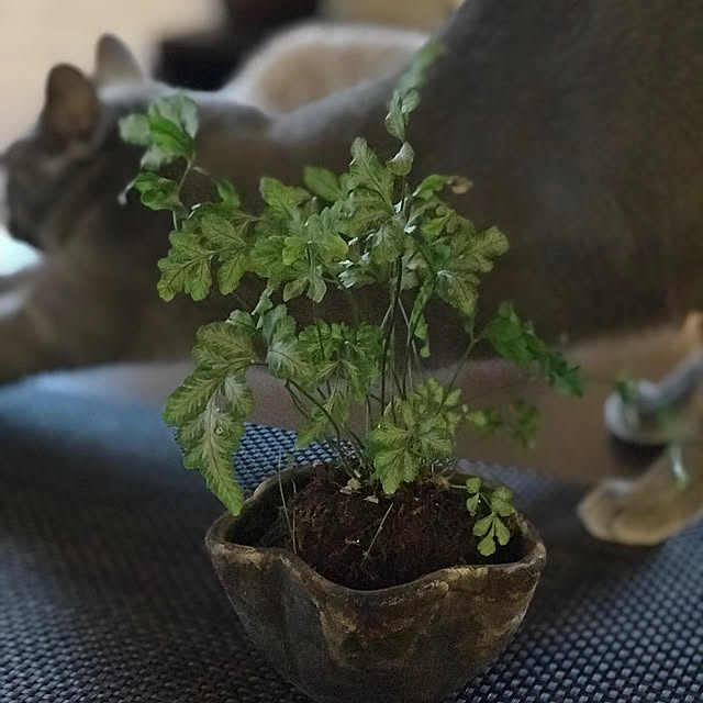 yumi.snoopさんの部屋